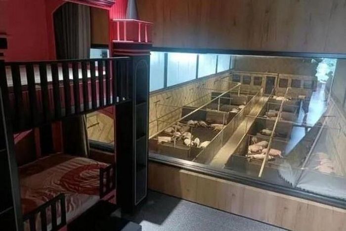  Phòng gia đình nằm cạnh chuồng lợn. Ảnh: 163.