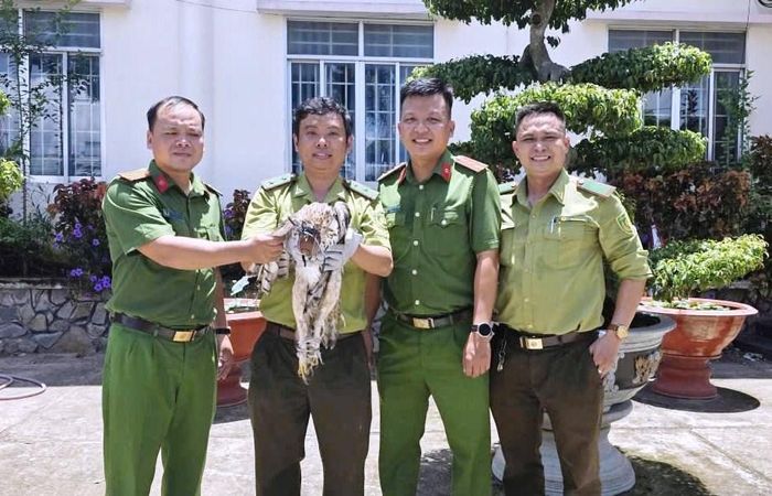 Công an xã Khánh Bình bàn giao chim diều hoa Miến Điện nặng khoảng 2kg cho Đội Kiểm lâm cơ động chăm sóc, bảo tồn
