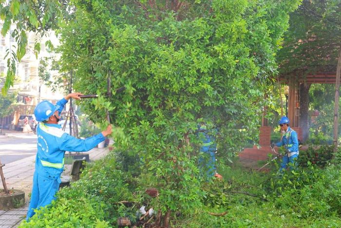 Cây xanh tại Công viên An Dương Vương được cắt tỉa, chăm sóc
