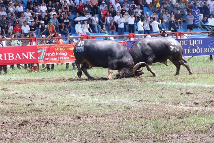 Trận chung kết giữa trâu số 21 và trâu số 15. Ảnh: Mạnh Minh - TTXVN