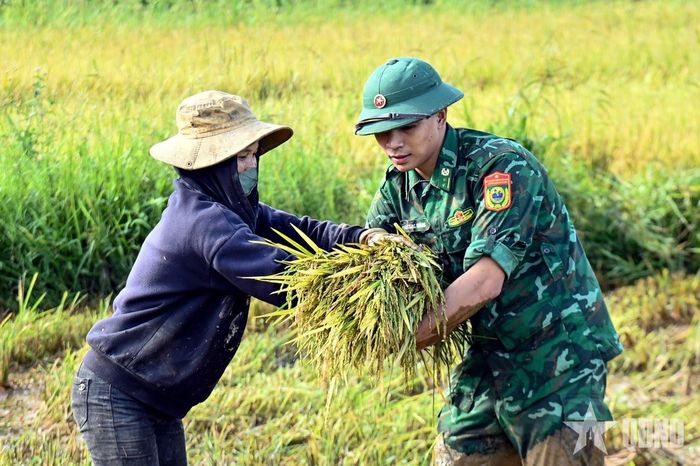 Người dân chuyển những bó lúa vừa gặt để cán bộ, chiến sĩ chuyển lên bờ.