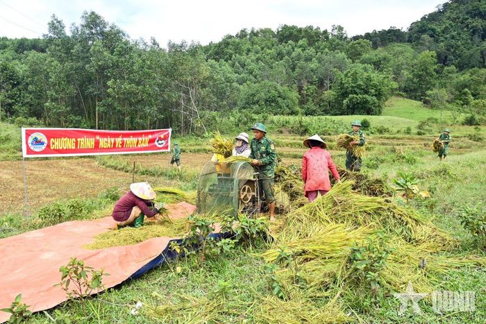 Những bó lúa sau khi thu hoạch được tập kết trên bờ ruộng để tuốt.