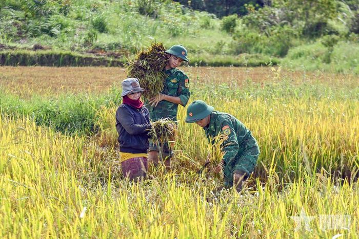 Cán bộ, chiến sĩ và người dân dùng liềm cắt những khóm lúa bị gãy đổ.