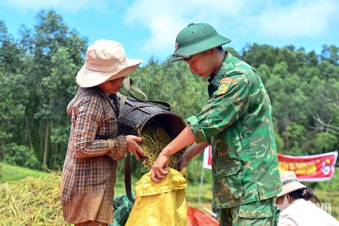 Thu gom, đóng thóc vào bao sau khi tuốt.