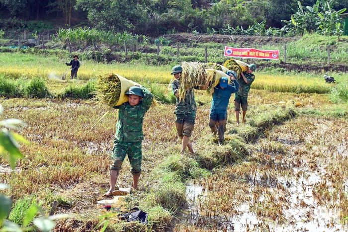Cán bộ, chiến sĩ chuyển lúa từ ruộng lên bờ.