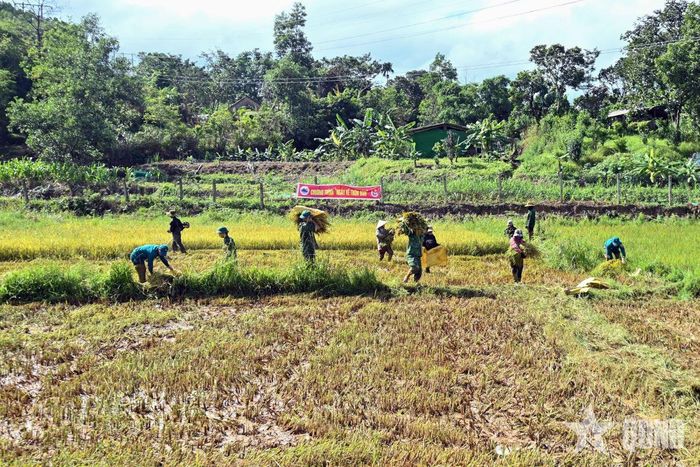 Cán bộ, chiến sĩ Đồn Biên phòng Cửa khẩu A Đớt cùng lực lượng địa phương giúp người dân thu hoạch lúa.