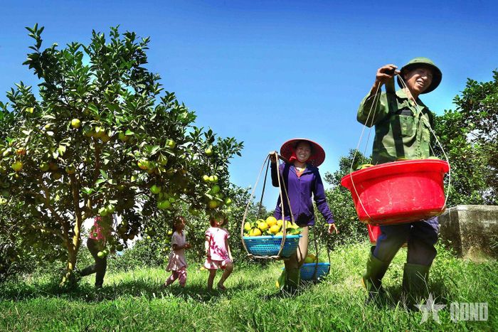 Nhân dân xã Kim Hoa (tỉnh Hà Tĩnh) thu hoạch vụ cam đường. Ảnh: ĐẬU BÌNH