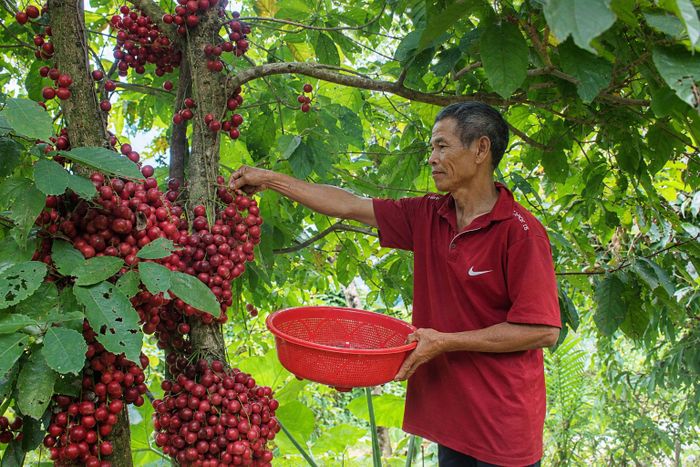  Ông Út thu hái dâu rừng. Ảnh: NGUYỄN TRANG 