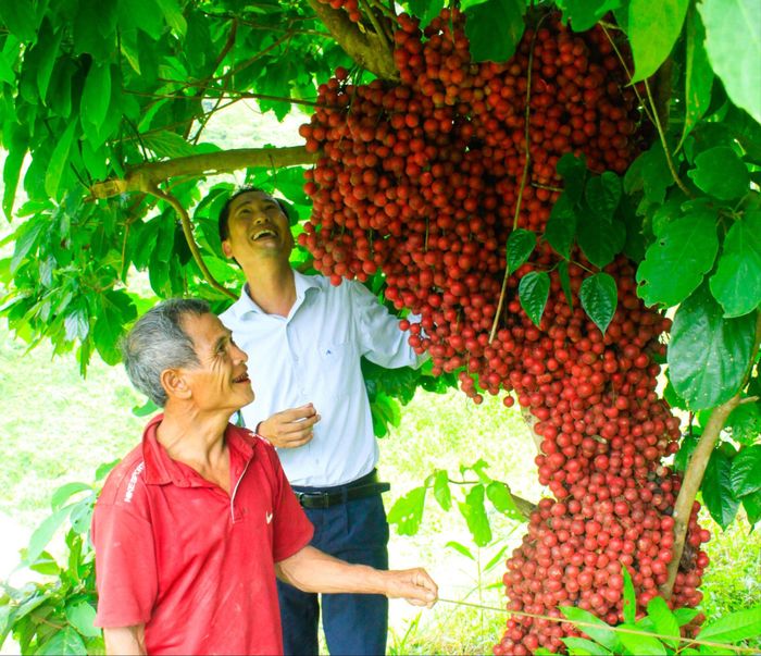 Dâu rừng trĩu quả chín đỏ trên vùng núi Quảng Ngãi. Ảnh: NGUYỄN TRANG 