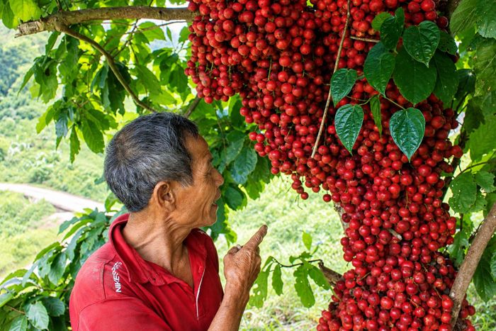  Đặc trưng của cây dâu vùng núi Tây Trà Bồng, tỉnh Quảng Ngãi là quả kết dày từ gốc đến ngọn. Ảnh: NGUYỄN TRANG 
