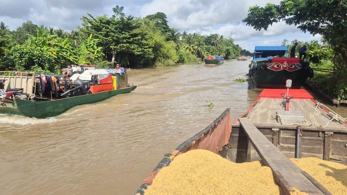 Hoạt động thu mua, vận chuyển lúa bằng đường thuỷ