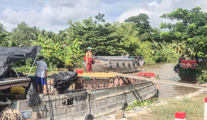 Thương lái thu mua lúa tại xã Tân Thạnh, TP Cần Thơ