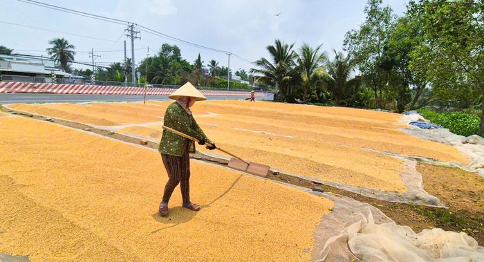 Một điểm phơi lúa tập trung tại xã Hồ Đắc Kiện, TP Cần Thơ