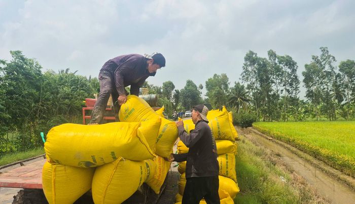 Thị trường xăng, dầu biến động khiến chi phí đầu vào vụ lúa hè thu tăng từ 20% đến 30%