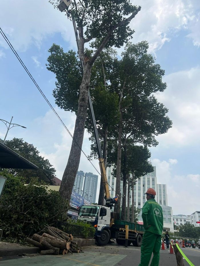 Công ty Công viên Cây xanh cắt bỏ các nhánh cây không ổn định còn lại và thu dọn hiện trường. Ảnh: QUỐC HÙNG