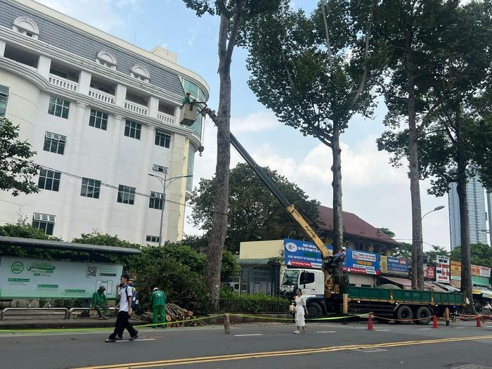Cắt bỏ các nhánh cây không ổn định. Ảnh: QUỐC HÙNG