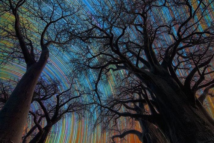Botswana Star Trail của Stefano Pellegrini giành giải nhất hạng mục Skyscapes, ghi lại những vệt sao nhiều màu phía sau những cây bao báp ở Nxai Pan, Botswana.