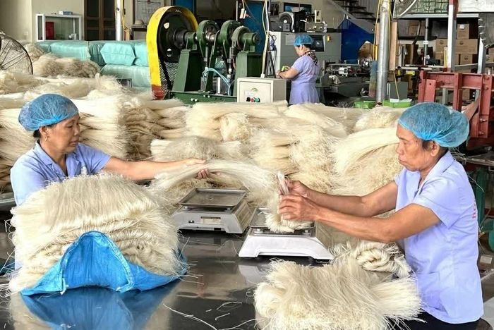 Sau nhiều năm triển khai, Chương trình OCOP đã trở thành động lực quan trọng thúc đẩy phát triển kinh tế khu vực nông thôn ở Phú Thọ. (Ảnh: Thu Hương)