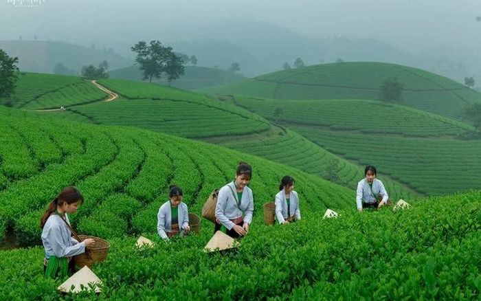 Đến tháng 6/2026, toàn tỉnh Phú Thọ có 592 sản phẩm OCOP đạt từ 3 sao trở lên còn hiệu lực. (Ảnh: Thiên Long)