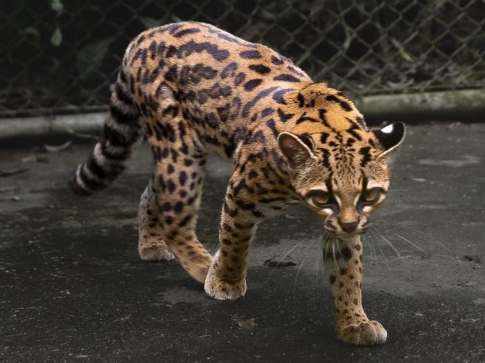 Leopardus tilcayo (hay còn gọi là mèo hổ tilcayo) là một loài mèo hoang dã nhỏ mới được khoa học chính thức mô tả vào tháng 9/2026, đánh dấu loài thú thuộc họ Mèo đầu tiên được phát hiện và công nhận sau hơn một thế kỷ kể từ năm 1923. Ảnh: CC BY-SA 4.0