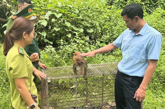 Cá thể khỉ sau đó được thả về môi trường tự nhiên.