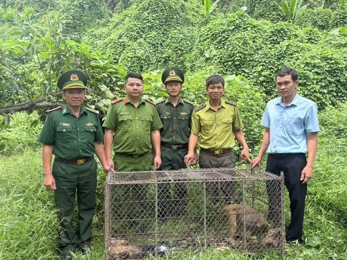 Cá thể khỉ vàng (Macaca mulatta) thuộc nhóm IIB được người dân giao nộp cho đơn vị chức năng.