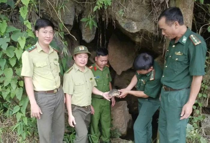Cá thể rùa do người dân giao nộp được thả về môi trường tự nhiên.