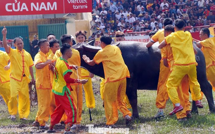 Chủ trâu và người dân địa phương có nhiệm vụ hò reo ăn mừng chiến thắng.