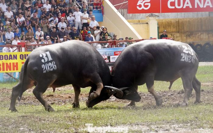 Tương tự, kháp đấu giữa trâu 31 và 23 kéo dài khoảng 6-7 phút. Hai ông trâu với nhiều đòn hổ lao dũng mãnh tạo ra tiếng va chạm lớn khiến khán giả liên tiếp hò reo.
