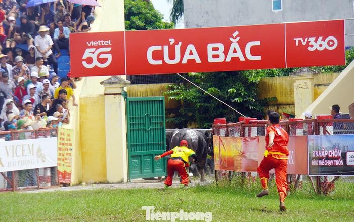 Sau khi chịu nhiều đòn móc, hổ lao, trâu 31 chịu trận, trâu 23 tiếp tục đuổi theo tấn công ra ngoài sân vận động. Năm nay lần đầu ban tổ chức lễ hội tổ chức thi đấu vòng loại (diễn ra ngày 21/7), do đó trâu tham gia vòng chung kết đều có các chỉ số về chiều cao, cân nặng, sức mạnh và kỹ thuật thi đấu đồng đều.