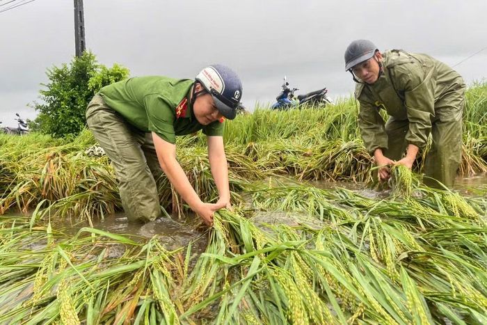 Diện tích lúa bị đổ ngã, ngập trong lũ được công an cơ sở hỗ trợ thu hoạch. Không quản thời tiết bất lợi, lực lượng Công an cùng bà con tranh thủ từng khoảng thời gian tạnh mưa để đưa lúa từ đồng ruộng về nơi an toàn.