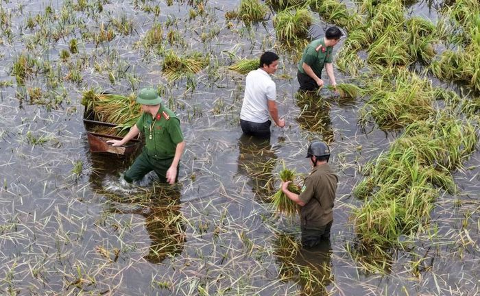 Tại các xã Hoằng Tiến, Như Xuân, Điền Quang và Nga Sơn, cán bộ, chiến sĩ công an và lực lượng an ninh cơ sở giúp dân thu hoạch lúa.