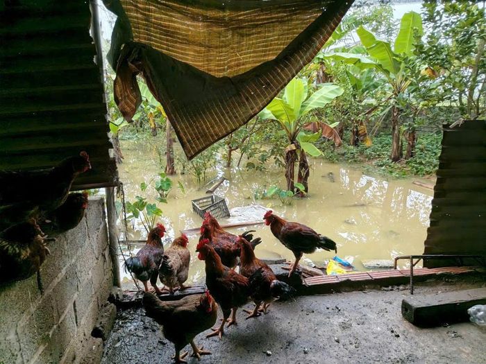 Khẩn trương tiêu độc, khử trùng phòng chống dịch sau lũ.