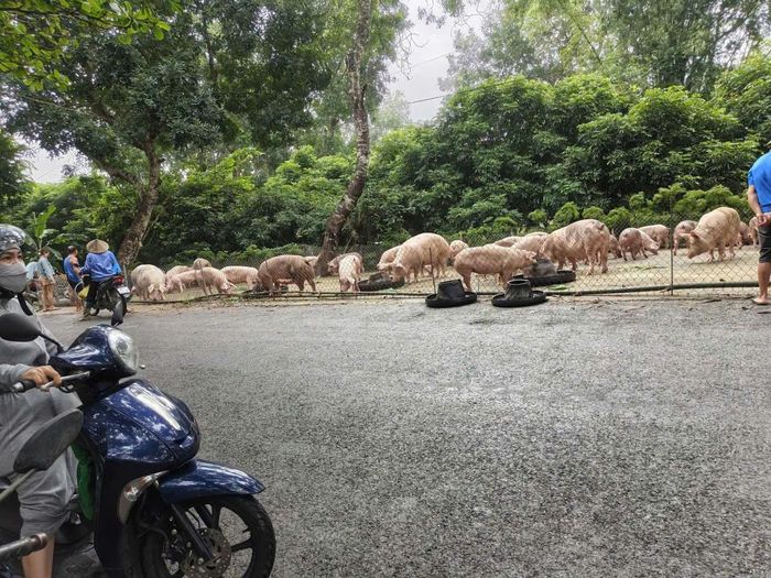 Đàn lợn của người dân được sơ tán lên khu vực cao do lũ dâng.