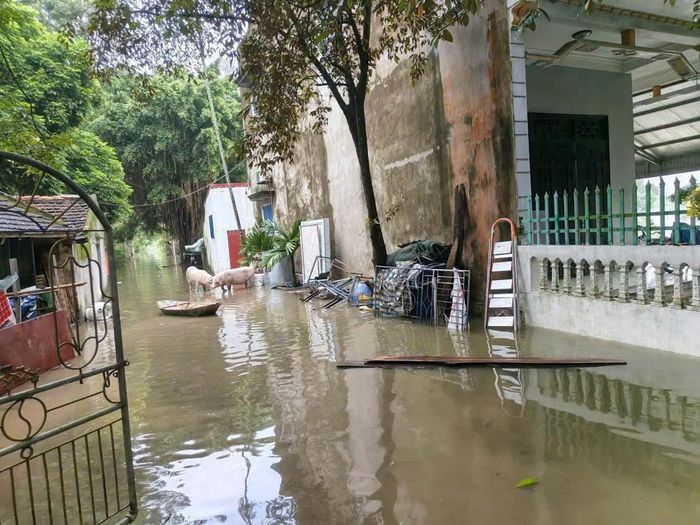 Nước rút, người dân dọn dẹp nhà cửa, khu vực chăn nuôi.