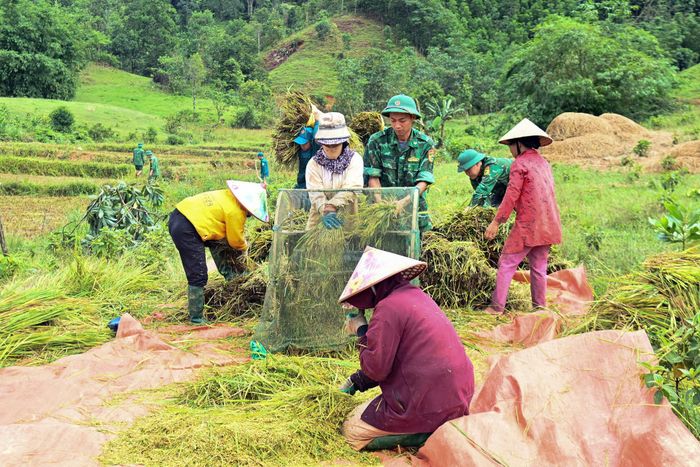 Đồn Biên phòng Cửa khẩu A Đớt phối hợp với lực lượng dân quân, an ninh, trật tự ở cơ sở xã A Lưới 4 tổ chức giúp người dân thu hoạch lúa.