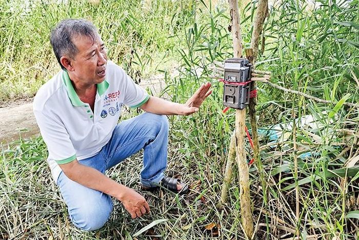 Kỹ sư lâm sinh Nguyễn Tấn Truyền kiểm tra bẫy ảnh đặt trong Vườn Quốc gia U Minh Hạ. Ảnh: NVCC