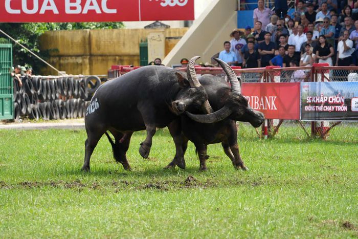 Các "ông trâu" thể hiện sức mạnh trong sân đấu. Ảnh: Lưu Thành Đạt