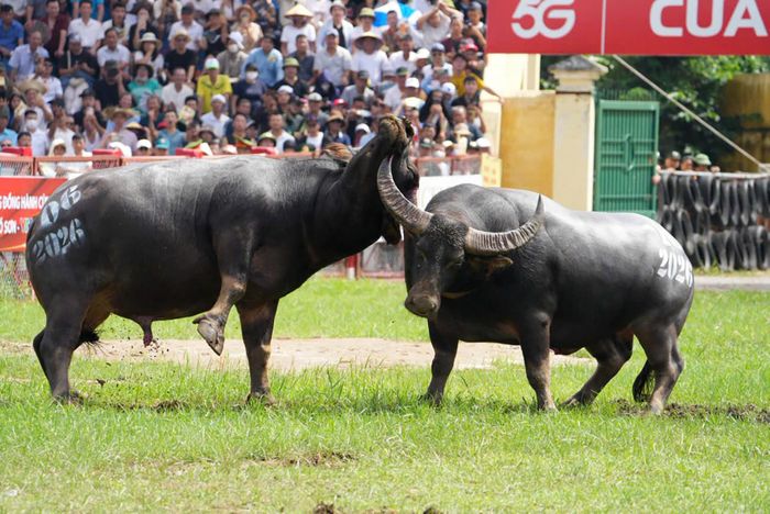 Những kháp đấu mãn nhãn của các "ông trâu". Ảnh: Lưu Thành Đạt