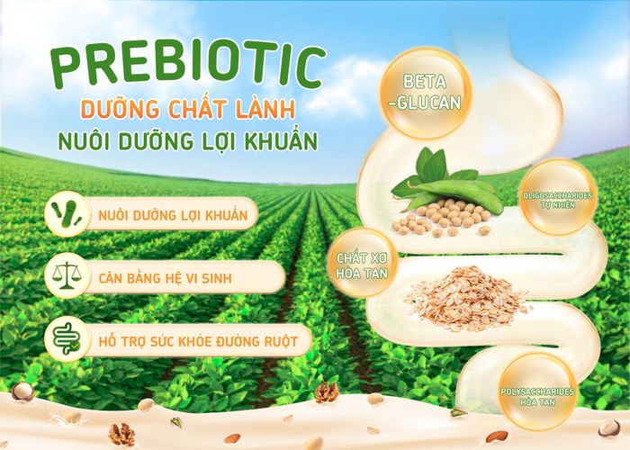 Một số thành phần trong đậu nành và yến mạch có hoạt tính prebiotic, có thể trở thành nguồn dinh dưỡng cho một số vi sinh vật đường ruột.