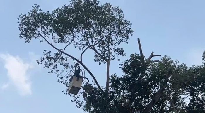 Công nhân cắt tỉa, loại bỏ các nhánh cây có nguy cơ gãy trên đường An Dương Vương. Ảnh: TK