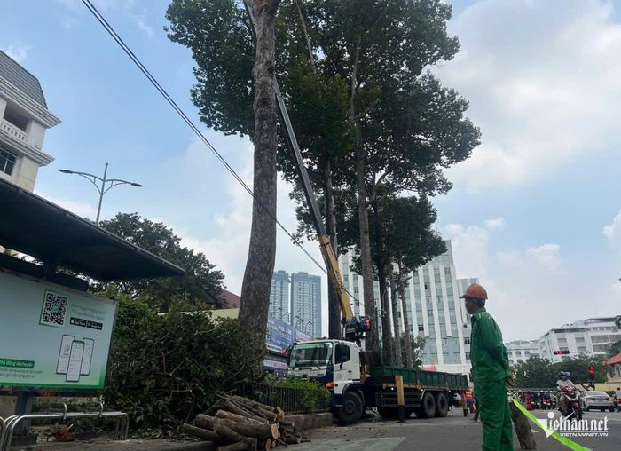 Nhân viên công ty cây xanh cắt tỉa toàn bộ cây xanh xung quanh hiện trường vụ nhánh cây đè chết người ở TPHCM. Ảnh: TK