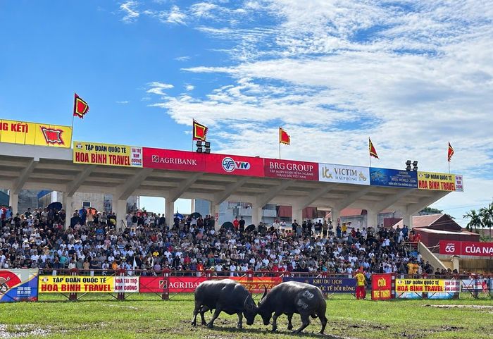 Khai hội chọi trâu truyền thống Đồ Sơn