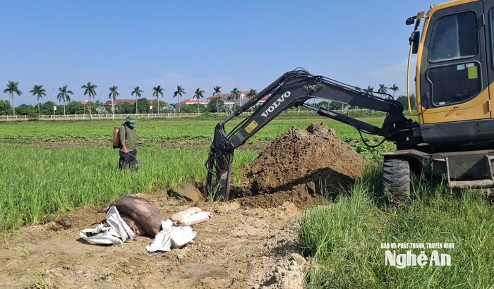 Người dân và cán bộ thú y đào hố, phun khử trùng khu vực tiêu hủy lợn. Ảnh: Quang Minh