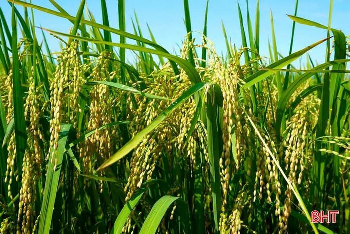 Vụ xuân và hè thu 2026, xã Xuân Lộc đã triển khai mô hình sản xuất lúa giảm phát thải trên diện tích gần 750 ha.