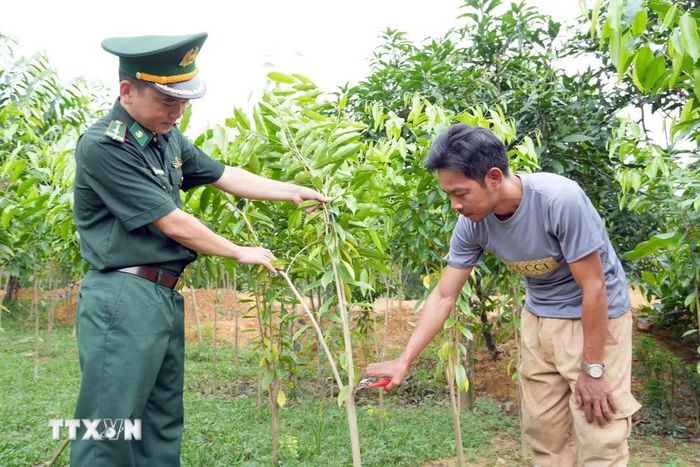 Cán bộ, chiến sỹ Bộ đội Biên phòng hướng dẫn đồng bào Chứt kỹ thuật trồng, chăm sóc cây dó trầm. (Ảnh: Hữu Quyết/TTXVN)