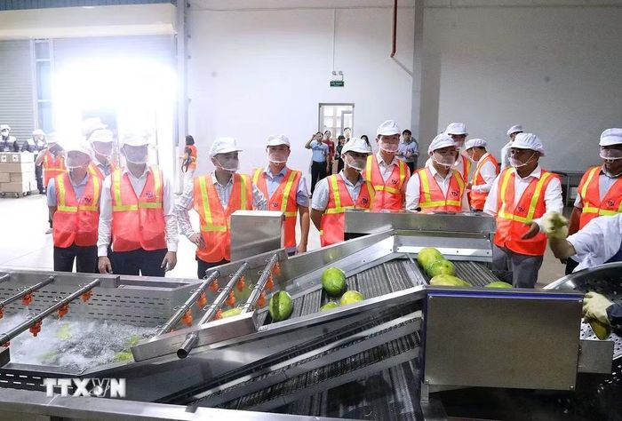 Dây chuyền bảo quản, chế biến xoài cấp đông của Công ty Trách nhiệm hữu hạn Đầu tư Thương mại Tiến Ngân, tỉnh Phú Thọ. (Ảnh: Thanh Hải/TTXVN)