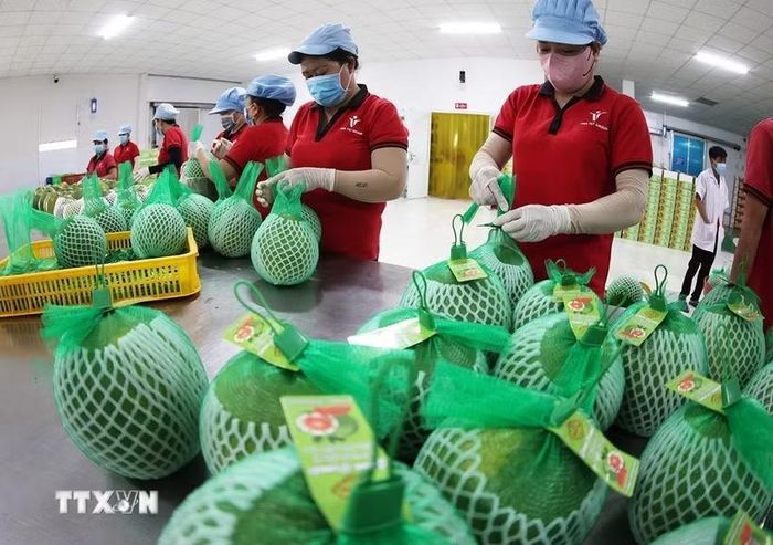 Đóng gói, bảo quản sản phẩm bưởi da xanh xuất khẩu ở nhà máy của Công ty Vina T&T Group Bến Tre, tỉnh Vĩnh Long. (Ảnh: Vũ Sinh/TTXVN)