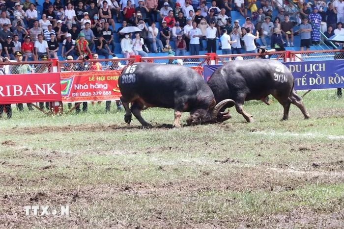 Trận chung kết giữa trâu số 21 và trâu số 15. (Ảnh: Mạnh Minh/TTXVN)