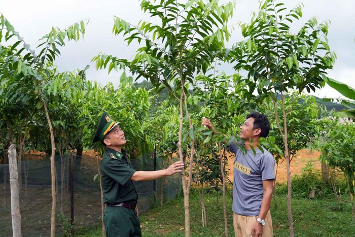 Hướng dẫn kỹ thuật chăm sóc cây dó trầm cho anh Hồ Xuân Nam.